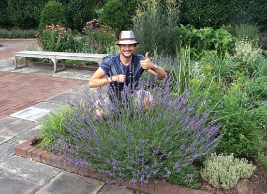 Lavandula Phenominal, de grootste bloemen 11 cm en de groenblijvenste lavendel.