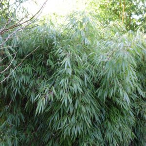 Fargesia "Rufa" polvormige bamboe in 3 maten