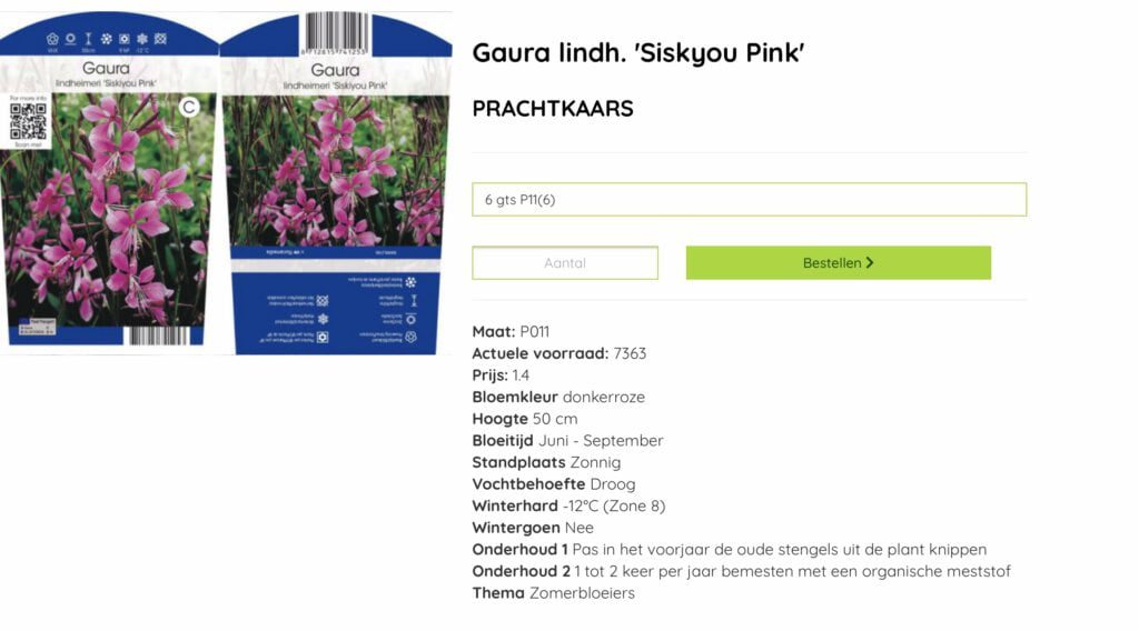 Gaura lang en rijkbloeiendetuinplant