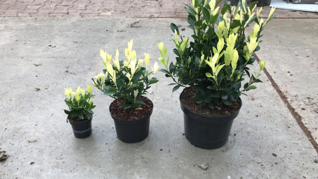 Nieuw Euonymus Himalaya in 3 hoogtes
