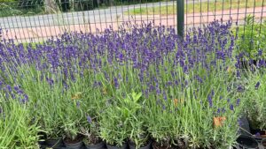 Lavendel hidcote verkrijgbaar in diverse maten bij www.buxuskoning.nl