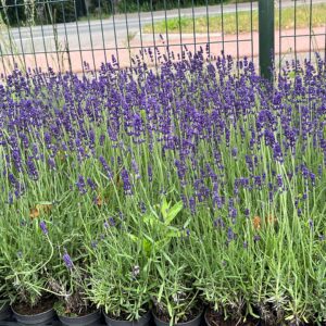 Lavendel hidcote verkrijgbaar in diverse maten bij www.buxuskoning.nl