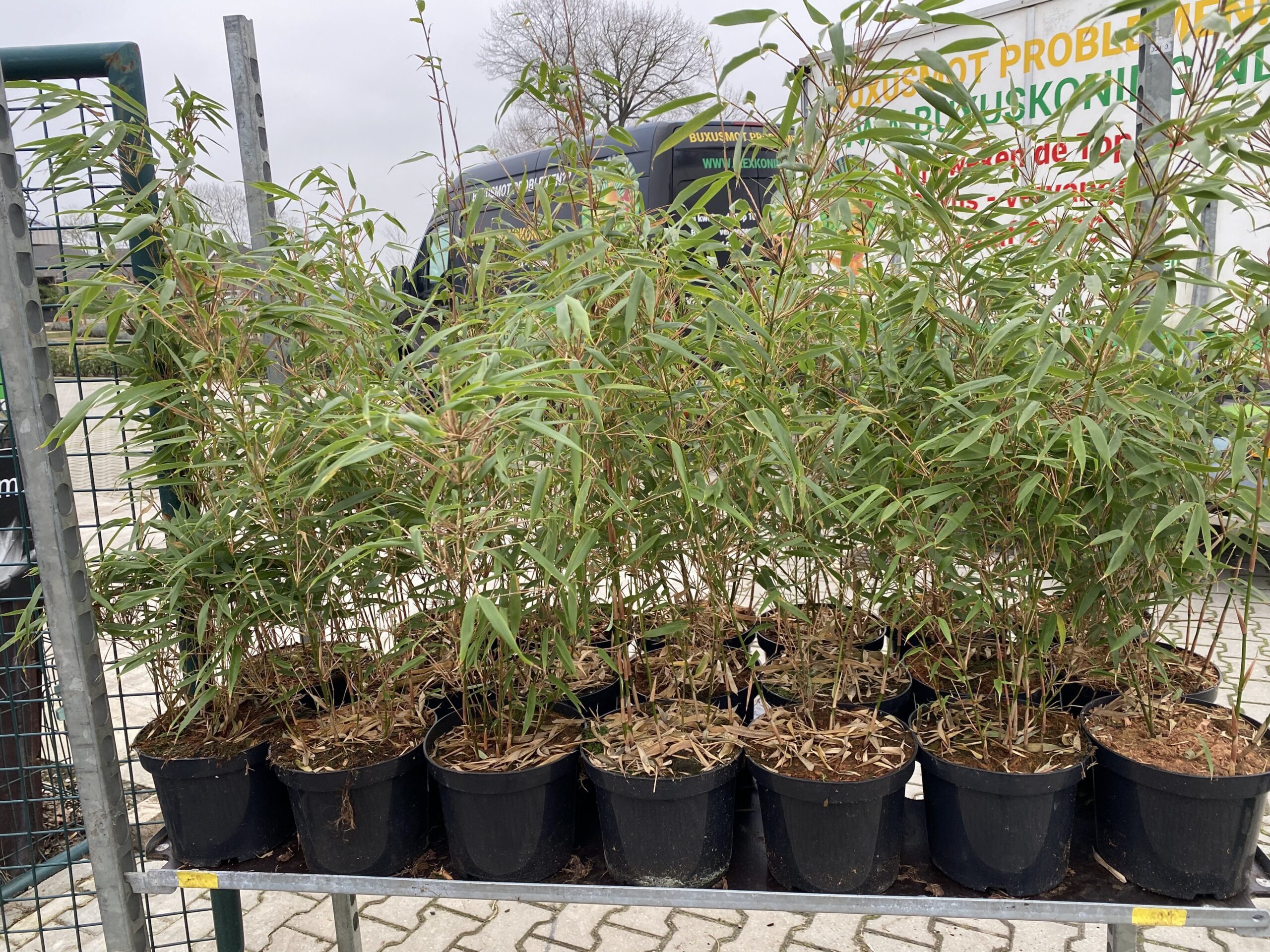 Fargesia rufa - niet woekerende bamboe