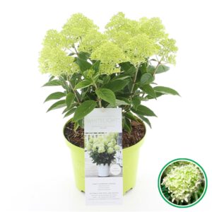 Hydrangea paniculata alweer een nieuwe topper van kwekerij Buxuskoning