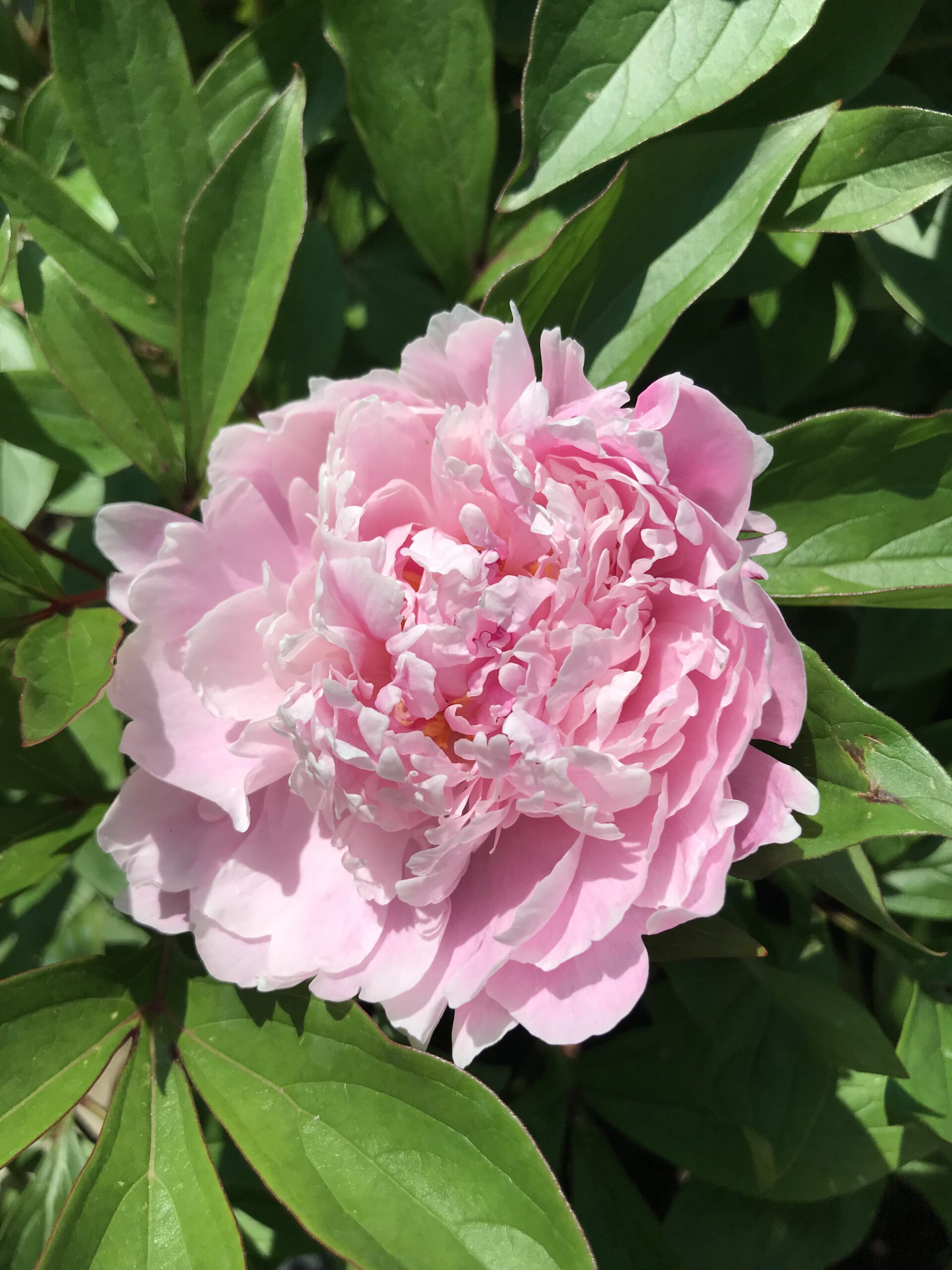 Pioenrozen wit en rose - Afbeelding 4