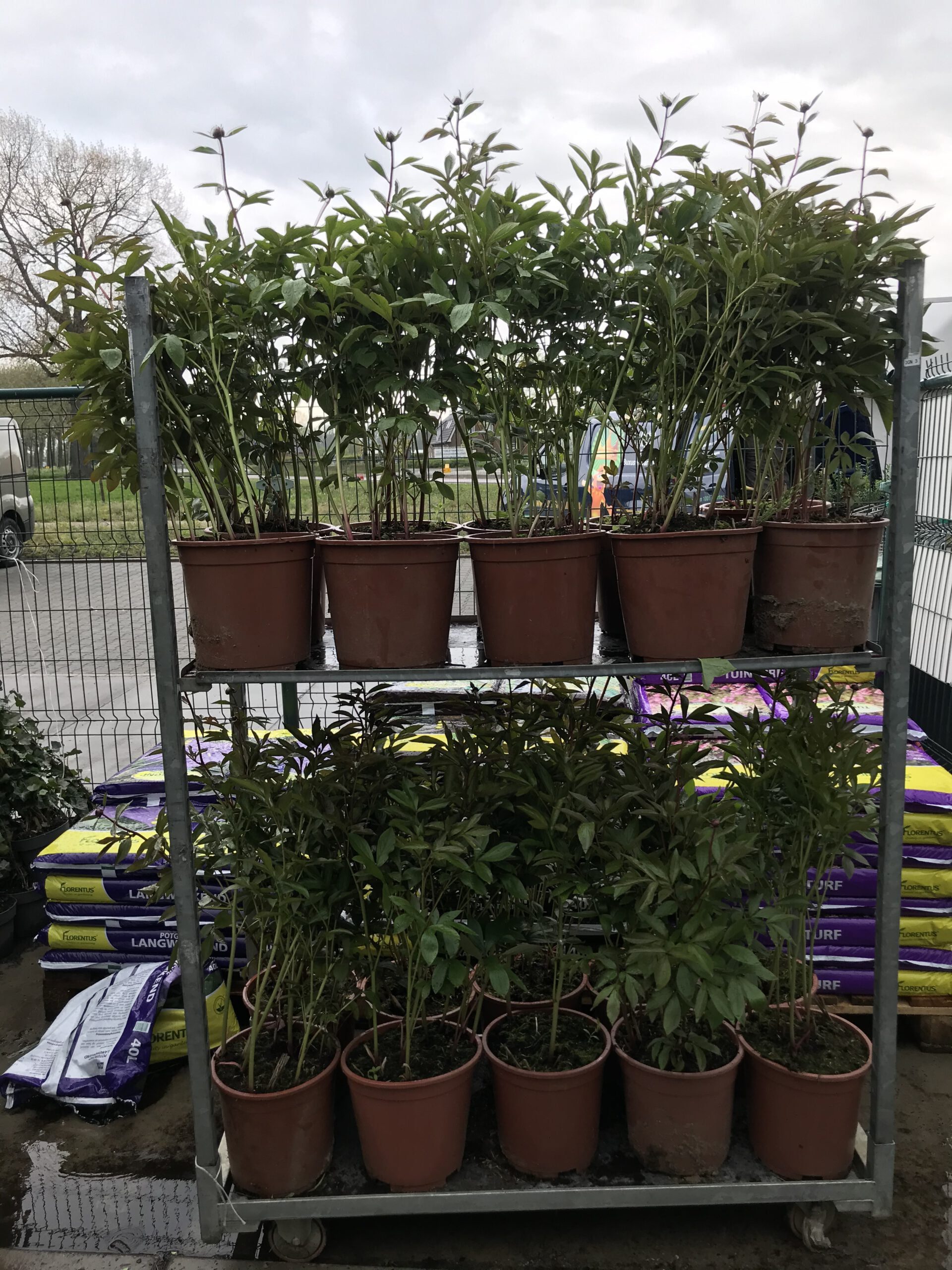 Pioenrozen wit en rose