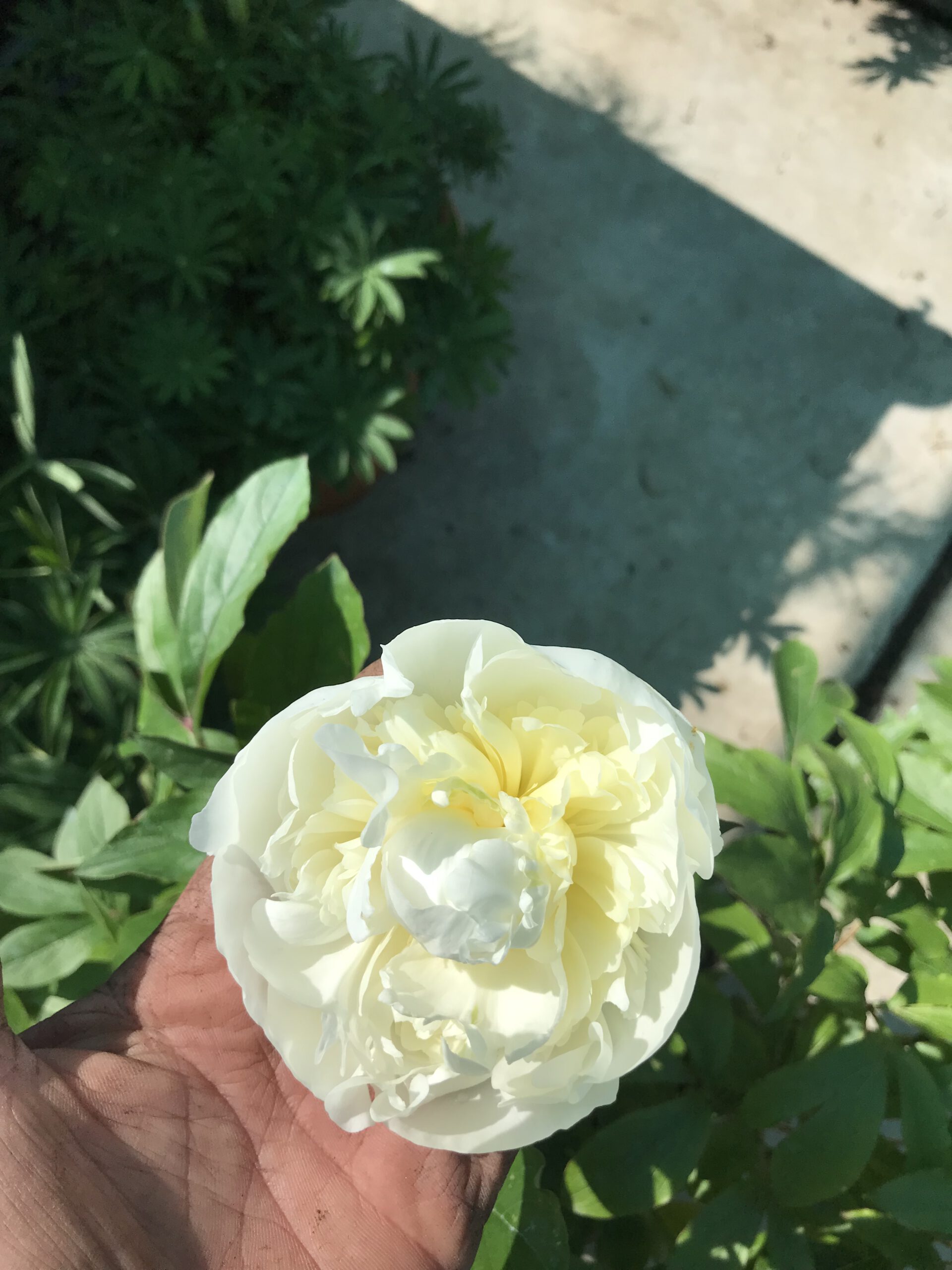 Pioenrozen wit en rose - Afbeelding 3