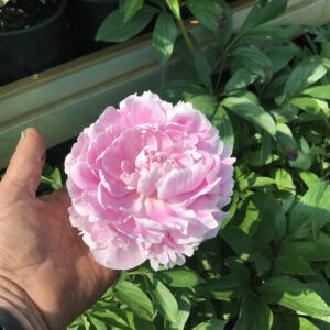 Pioenroos Sarah Bernard rose, en een Witte ? In grote pot