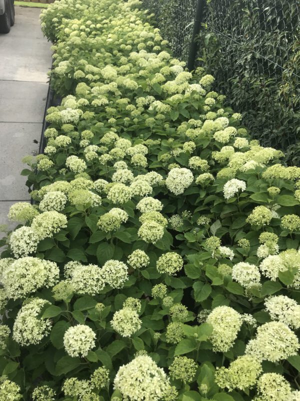 Dwerg Hydrangea 75 cm hoog