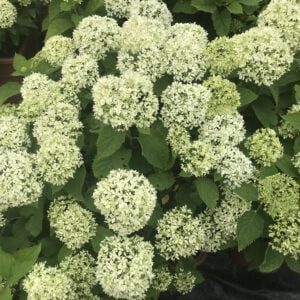 Dwerg Hydrangea Annabelle 75 cm hoog