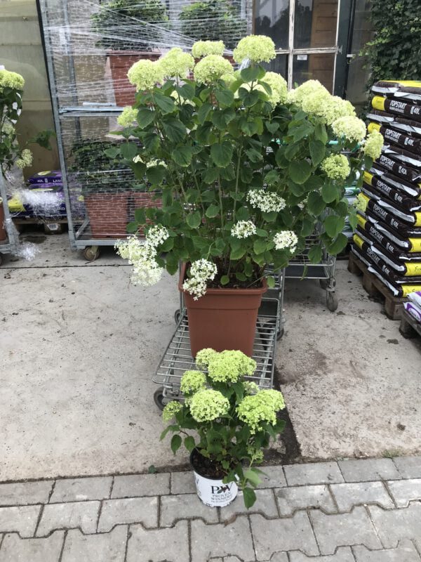 Grote 30 liter pot en kleinere 3 liter pot, dwerg Annabelle, word Max 75 cm hoog