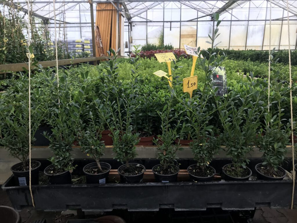 20/30 en 30/40 cm Actie week 23 t/m 27 aug 50% korting 5 x Éendaagse Actie , maandag 23/8 is maatje 20/30 en 30/40 slechts €1,00 en €0,99 van elk de éérste 2000 potten op-op dinsdag,en elke dag komt er €0,05 bij, Actie is t/m vrijdag 27/8 elke week een nieuwe super-Actie.