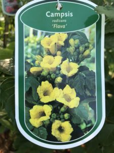 Campsis radicans Flava, gele trompetplant,