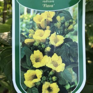 Campsis radicans Flava, gele trompetplant,