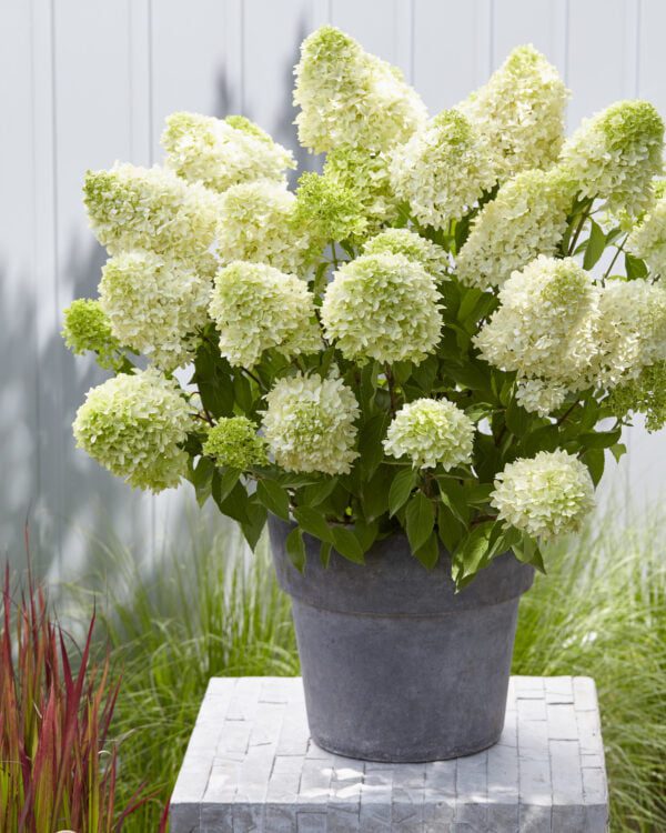 Hydrangea paniculata Skyfall , nieuwe Hyacint achtingen bloemvorm, grote pluim, volle stevige bloem