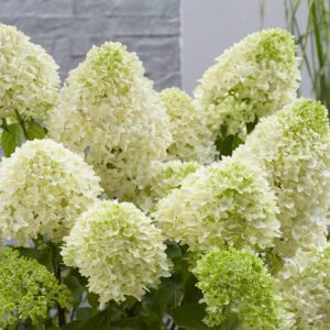 Hydrangea paniculata Skyfall , nieuwe Hyacint achtingen bloemvorm, grote pluim, volle stevige bloem