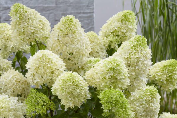 Hydrangea paniculata Skyfall , nieuwe Hyacint achtingen bloemvorm, grote pluim, volle stevige bloem