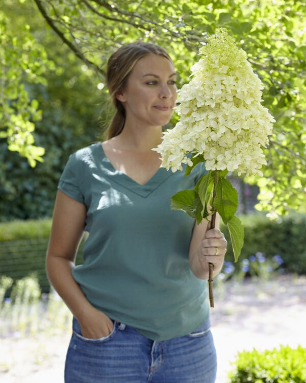 Hydrangea paniculata Skyfall , nieuwe Hyacint achtingen bloemvorm, grote pluim, volle stevige bloem