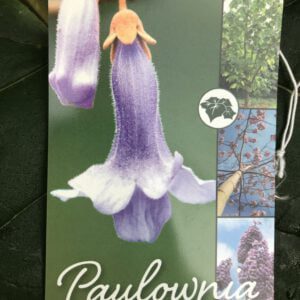 Palownia tomentosa, geeft bladeren van soms 40 cm doorsnee, en mooie bloemen van mei tot aug