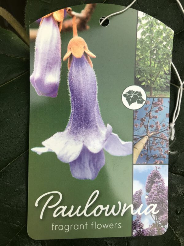 Palownia tomentosa, geeft bladeren van soms 40 cm doorsnee, en mooie bloemen van mei tot aug
