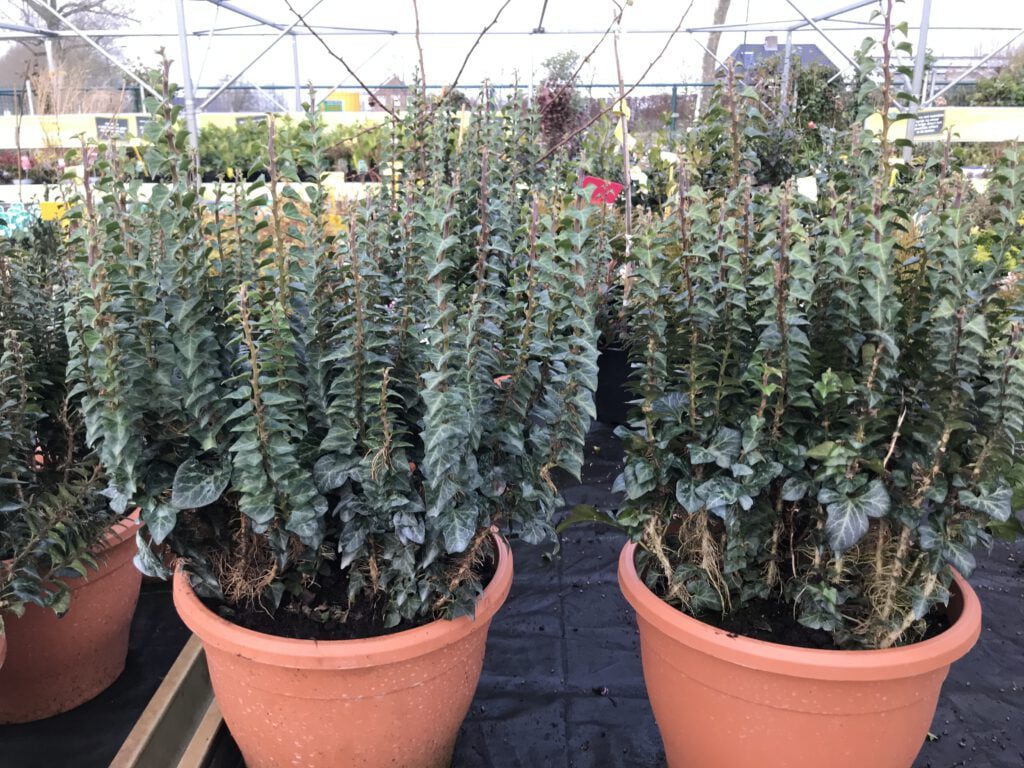 Hedera helix Erecta in 29 cm pot, 40/50 cm hoog en 30/40 cm breed