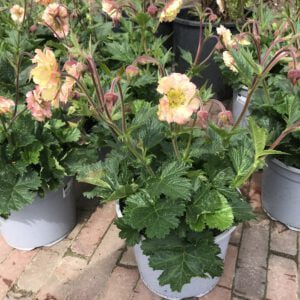 Geum Pettycoats Peach heeft een zeer lange bloeitijd, april t/m september