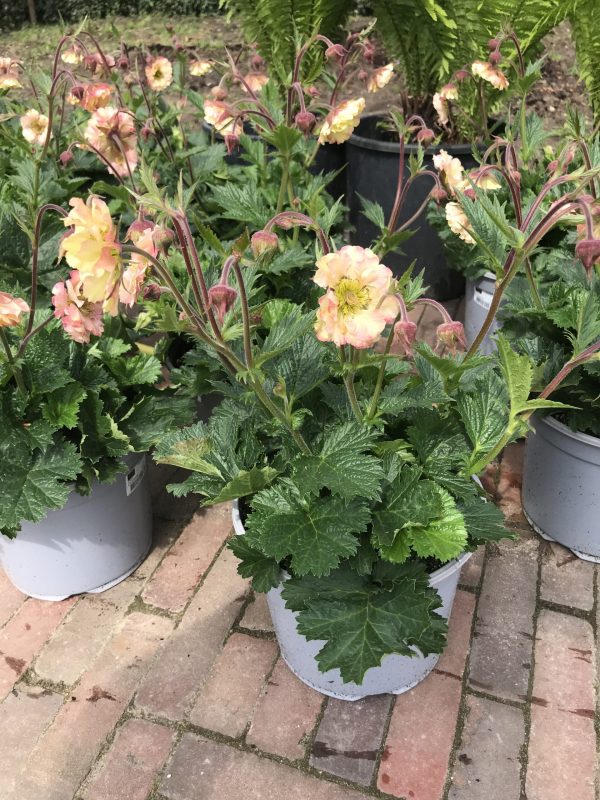 Geum Pettycoats Peach heeft een zeer lange bloeitijd, april t/m september
