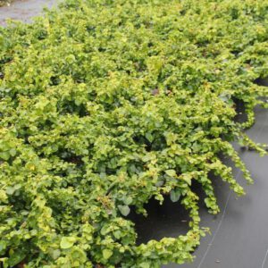 Hedera Arbori Compact een mooie bodembedekkende Hedera soort,