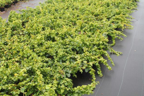 Hedera Arbori Compact een mooie bodembedekkende Hedera soort,