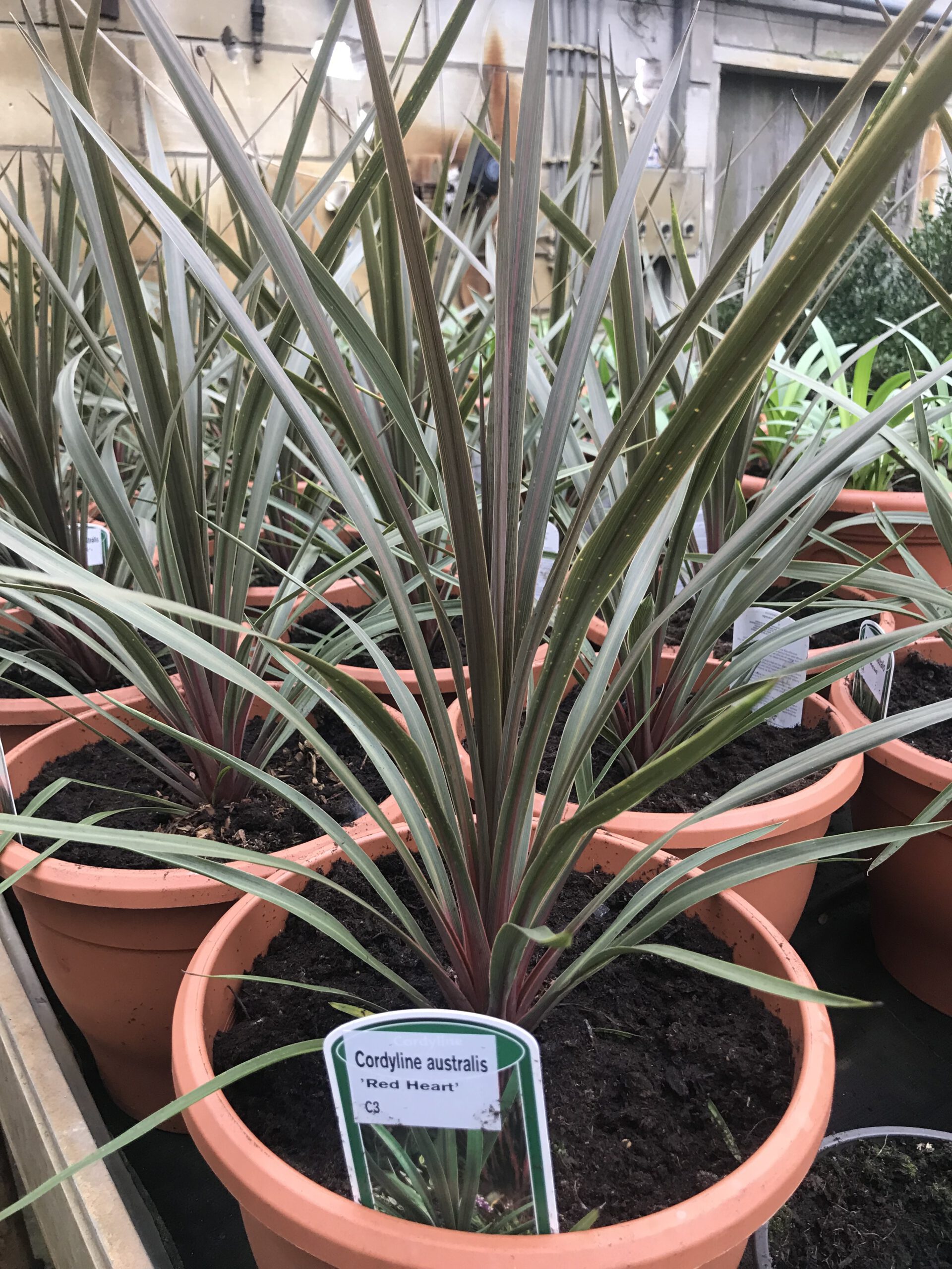 Cordyline australis “Red Heart”