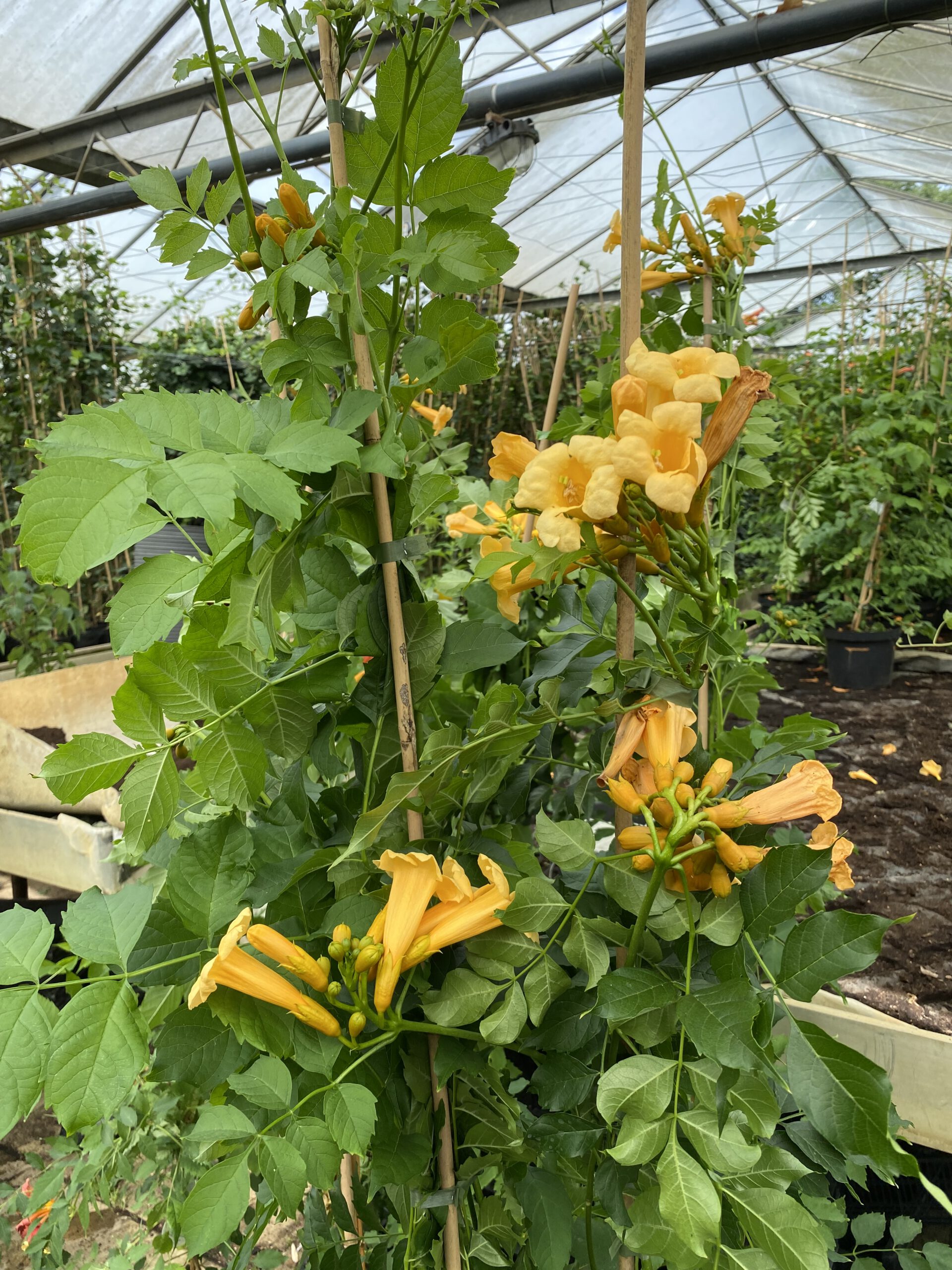 Campsis radicans “Flava”- trompetklimmer 150/200 cm hoog - Afbeelding 6