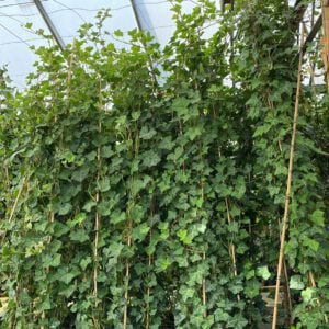 Hedera helix plattensee 175/225 cm