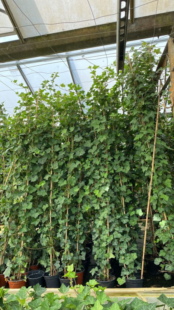 Hedera helix plattensee 175/225 cm