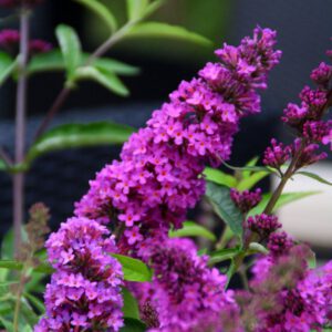 Buddleia Free Petite , langbloeiende dwerg vlinderstruik