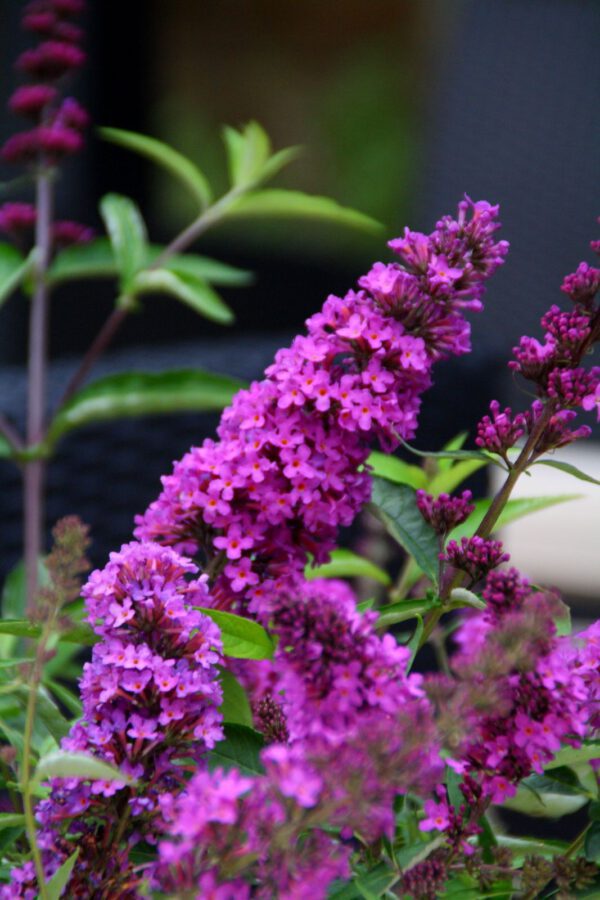 Buddleia Free Petite , langbloeiende dwerg vlinderstruik