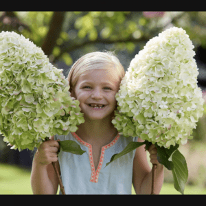 Hydrangea paniculata “Hercules” - reuze pluimhortensia 