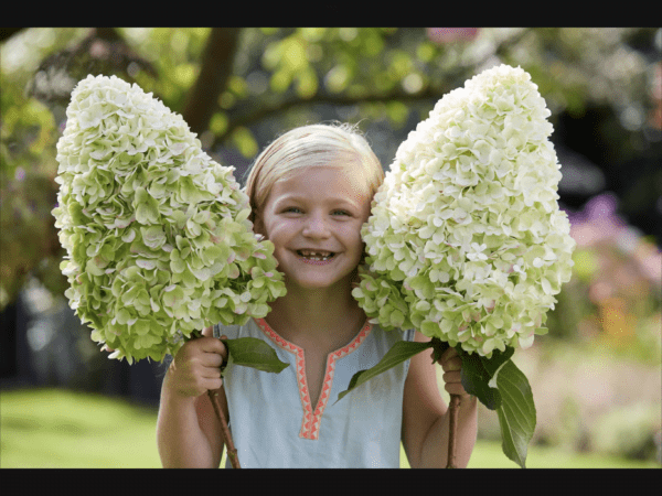 Hydrangea paniculata “Hercules” - reuze pluimhortensia 