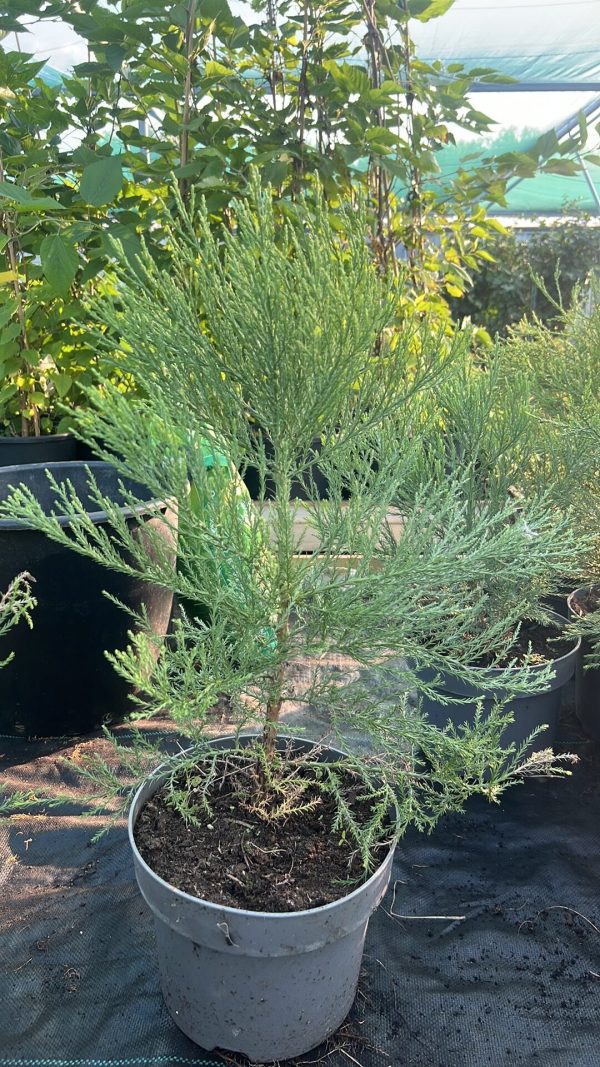 Sequoiadendron giganteum - Mammoetboom - Afbeelding 3