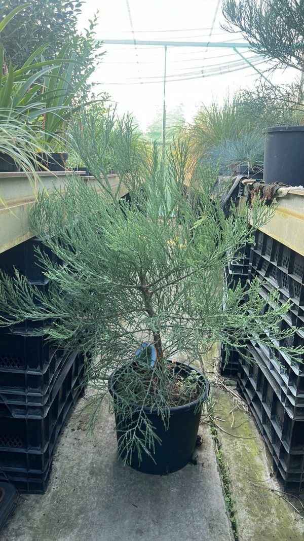 Sequoiadendron giganteum - Mammoetboom - Afbeelding 2