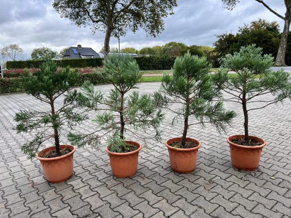 Sequoiadendron giganteum - Mammoetboom