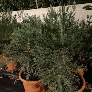 Sequoia -mammoetboom, snelgroeiend, de grootste boom