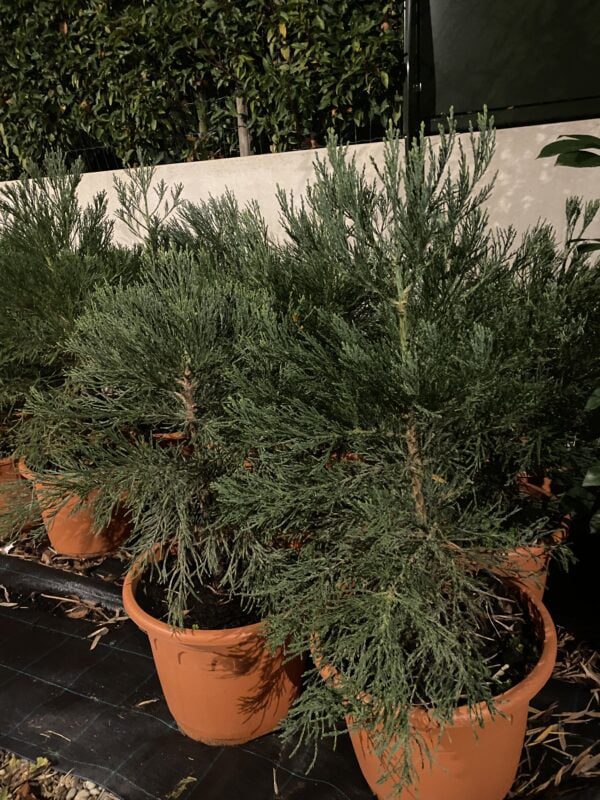 Sequoia -mammoetboom, snelgroeiend, de grootste boom