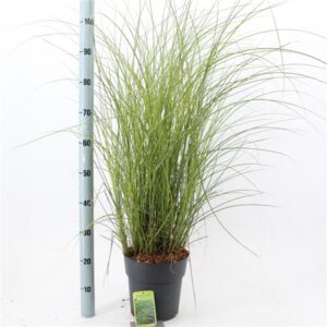 Miscanthus gracillimus, populair siergras