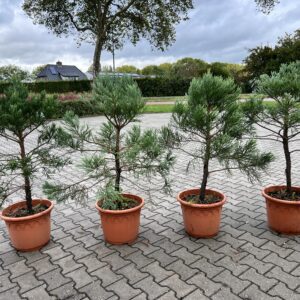 Sequoiadendron giganteum - Mammoetboom