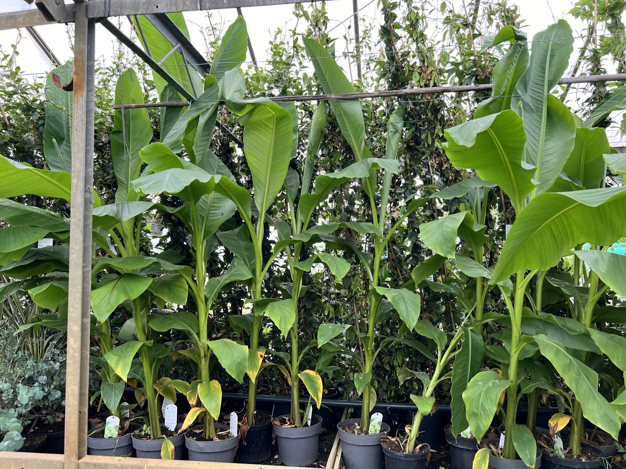 Musa Basjo - winterharde bananenboom