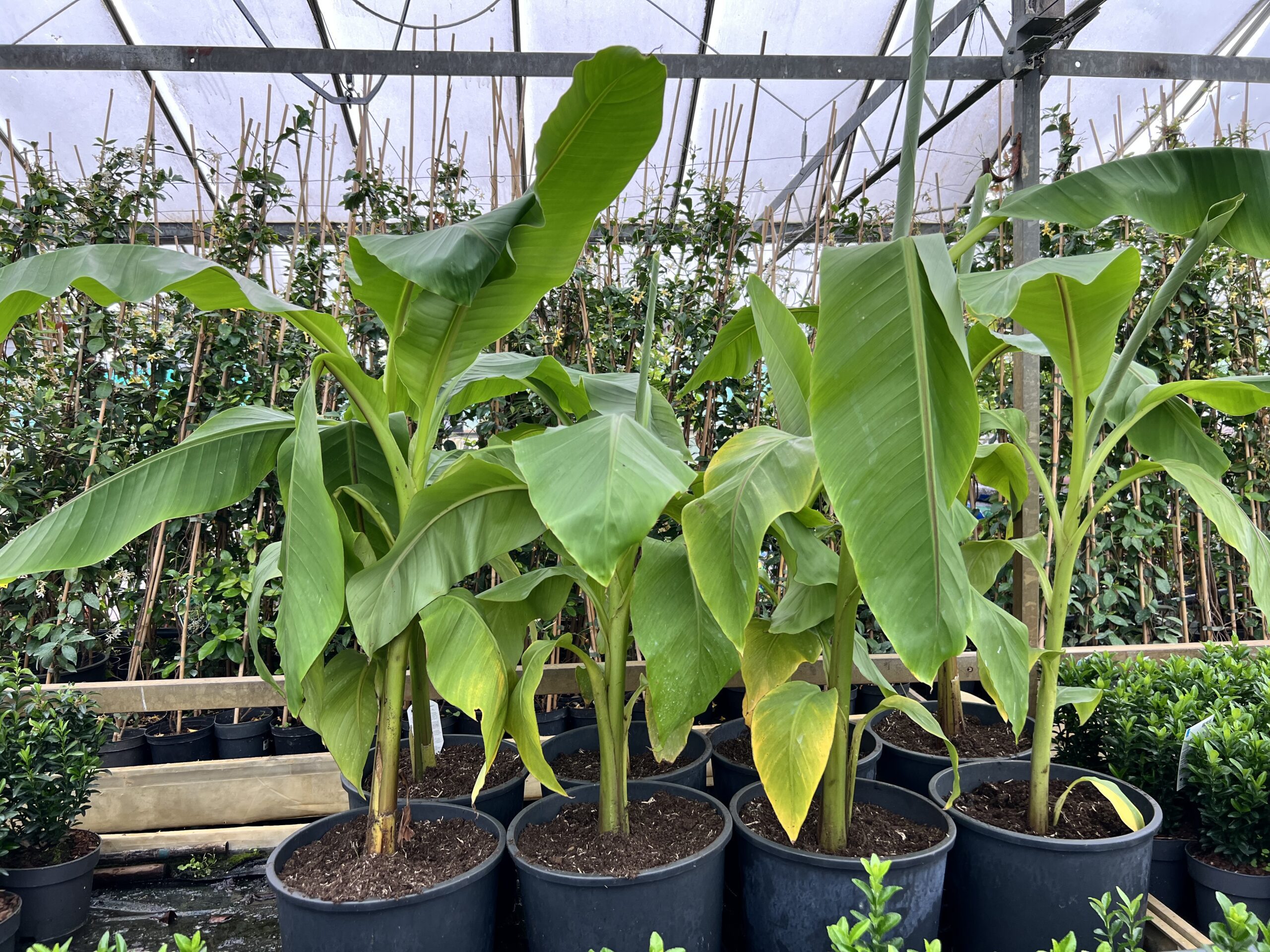 Musa Basjo - winterharde bananenboom - Afbeelding 2