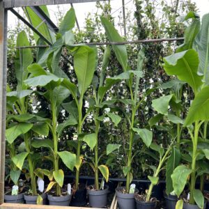 Musa Basjo - winterharde bananenboom