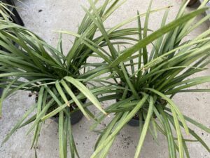 Goed gevulde potten van liriope big bleu,