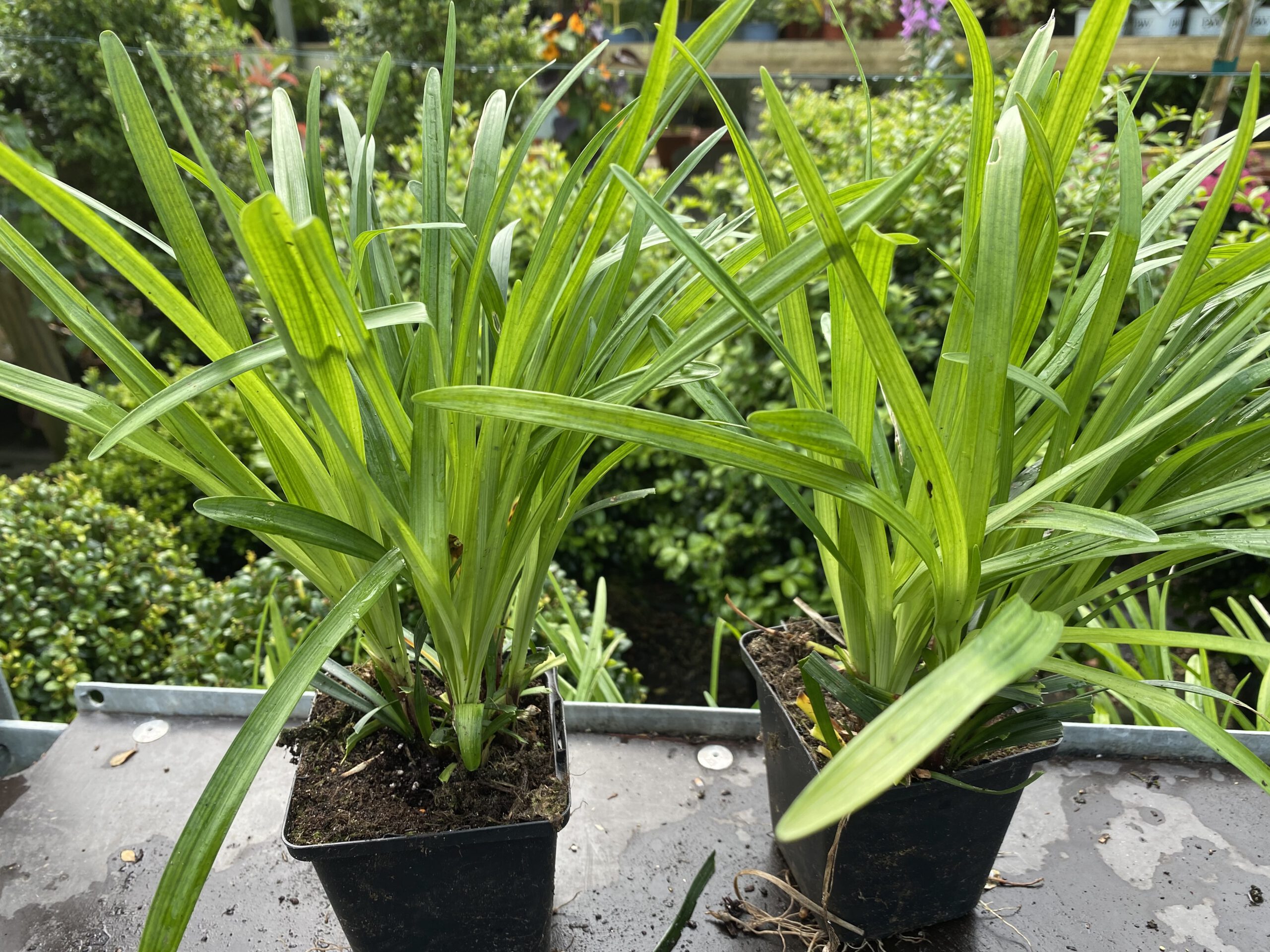 Goed gevulde 9 cm pot