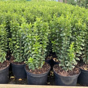 Euonymus Benkomoki kan wel 150 cm hoog worden